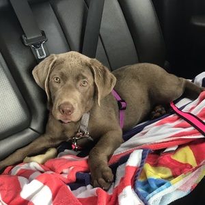 Meet your Posher, Wendy